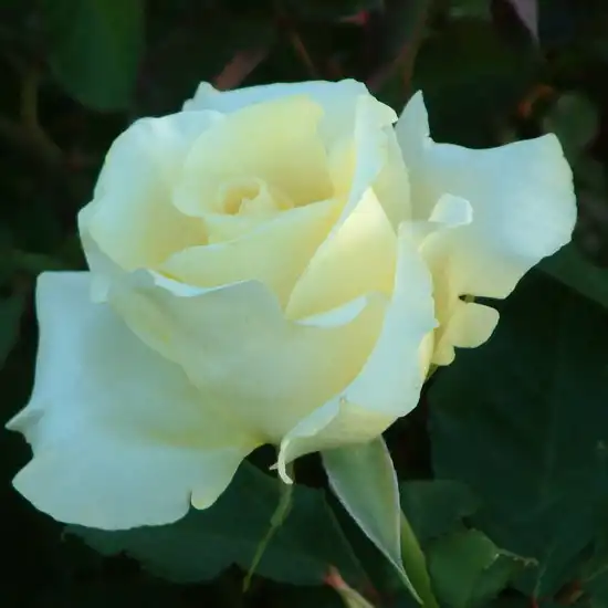 Rosa Elina ® - galben - trandafir teahibrid